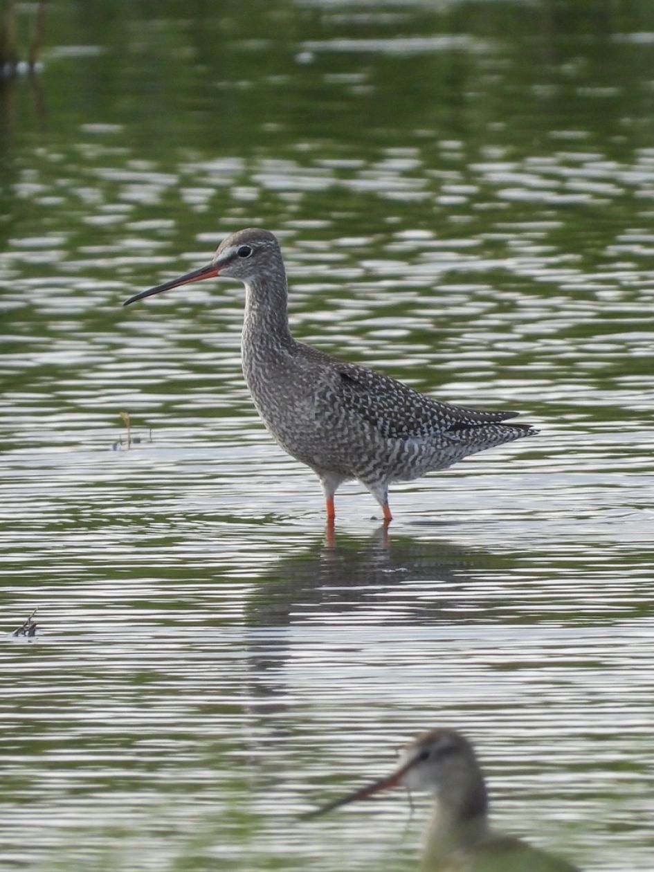Is dit een juveniele ruiter?